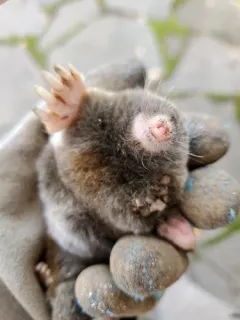 Northern Broad-footed Mole thumbnail 4
