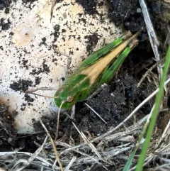 Dusky Grasshopper thumbnail 2
