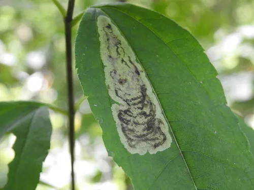 Calycomyza vogelmanni