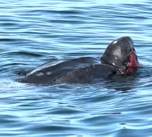 Leatherback Sea Turtle