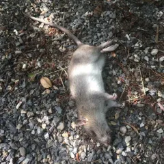 Brown Rat thumbnail 4