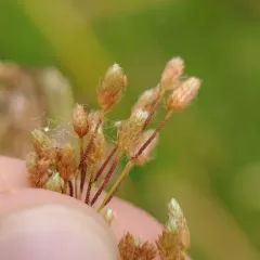 stalked bulrush thumbnail 2