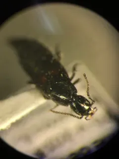 Philonthus cruentatus thumbnail 2