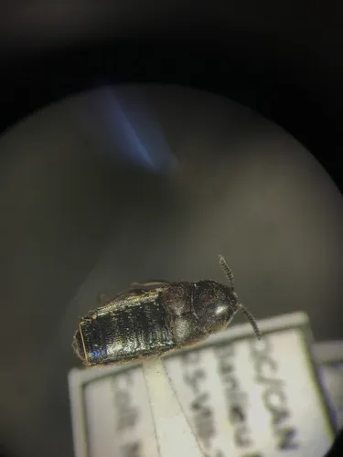 Large Minute Rove Beetle