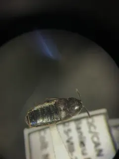 Large Minute Rove Beetle thumbnail 1