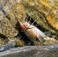 Margined Madtom thumbnail 3