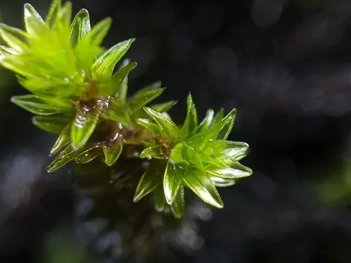 Margined Streamside Moss