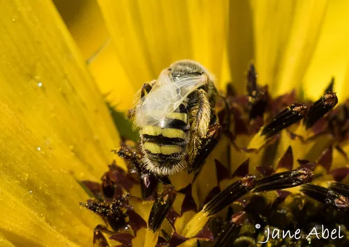 Perdita lingualis