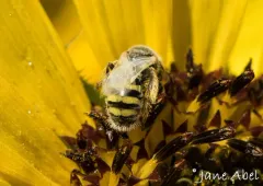 Perdita lingualis thumbnail 1