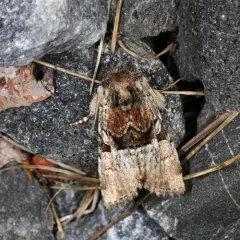 Multicolored Sedgeminer Moth thumbnail 2