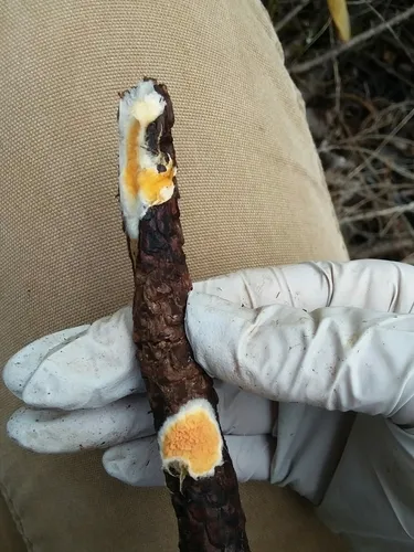 Penttilamyces romellii