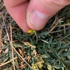 Greenman's Biscuitroot thumbnail 4