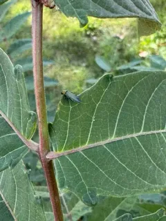 Agrilus smaragdifrons thumbnail 1