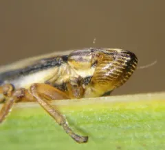 Fen Spittlebug thumbnail 2
