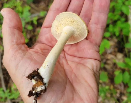 Hydnum subtilior