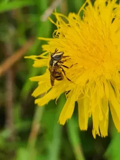 Striped Bromeliad Fly thumbnail 1
