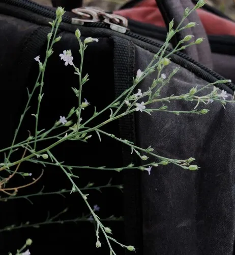 Small-flower Standing-cypress