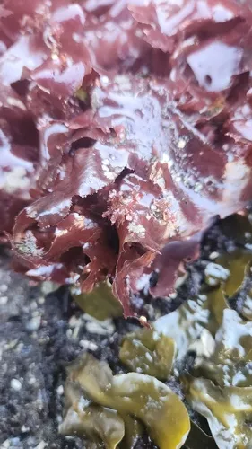 Gonimophyllum skottsbergii