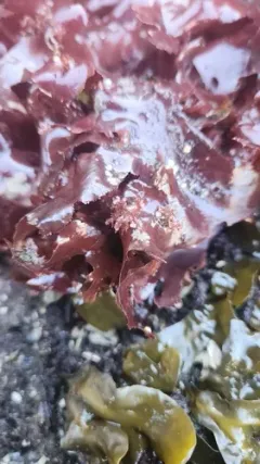 Gonimophyllum skottsbergii thumbnail 1