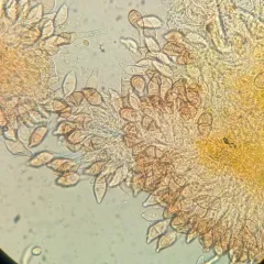 ground ivy rust thumbnail 1