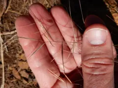 Oldfield Three-awn thumbnail 1