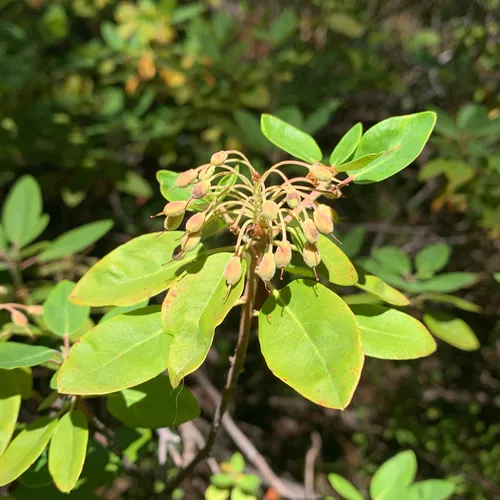 Mountain Labrador Tea
