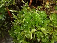 Gouty-moss thumbnail 2