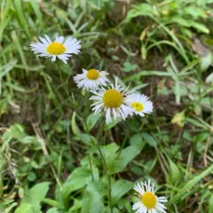 Coulter's fleabane thumbnail 2