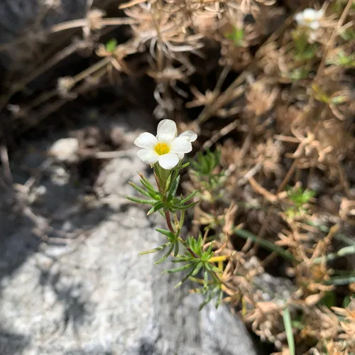 Nuttall's Linanthus