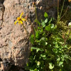 Buek's groundsel thumbnail 2