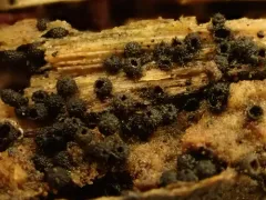 Lasiosphaeris hirsuta thumbnail 3
