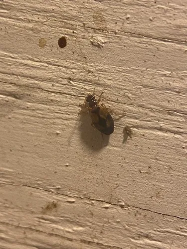 Lebia guttula