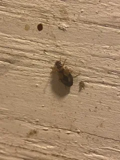 Lebia guttula thumbnail 1