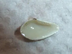 Minute Nut-clam thumbnail 2