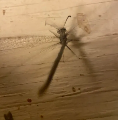Myrmeleon exitialis