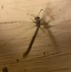 Myrmeleon exitialis thumbnail 1