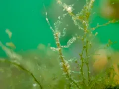 Metacaprella kennerlyi thumbnail 2