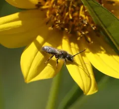 Sunflower Shortface thumbnail 2