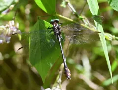 Laura's Clubtail thumbnail 3