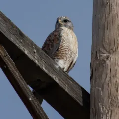 Ferruginous Hawk thumbnail 2