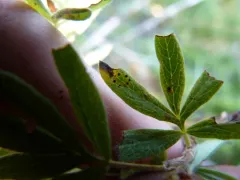 Phragmidium andersonii thumbnail 1