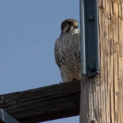 Prairie Falcon thumbnail 2