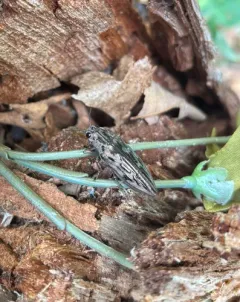 Sculptured Pine Borer thumbnail 2