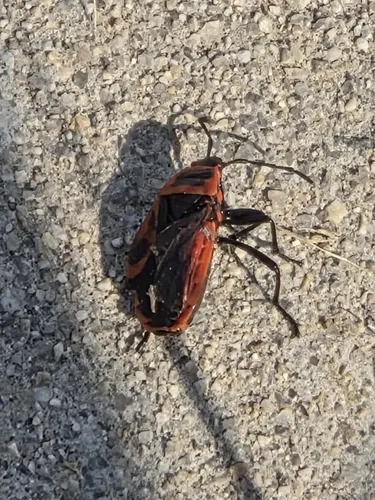 Mediterranean red bug