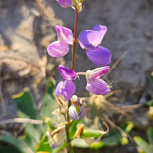 Broadleaf Lupine
