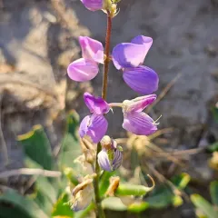 Broadleaf Lupine thumbnail 1