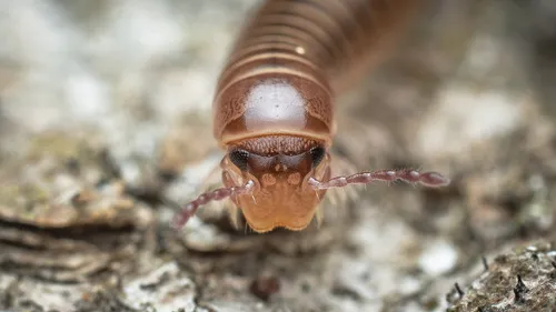 Sickle Tailed Millipede