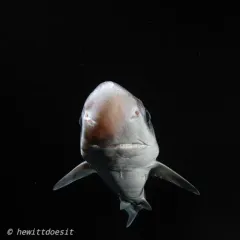 North Pacific Spiny Dogfish thumbnail 2