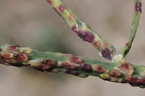 Rush Skeletonweed Gall