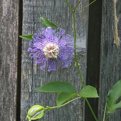 purple passionflower
